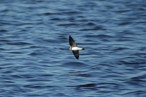 Swallow, Bank, 2010-05100055 Cape May Point State Park, NJ